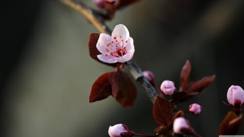 Beautiful Soft Pink Spring Blossom Macro Desktop Wallpaper
