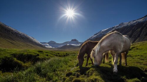 Stunning Icelandic Horses Grazing in Sunny Mountain Valley PC Wallpaper