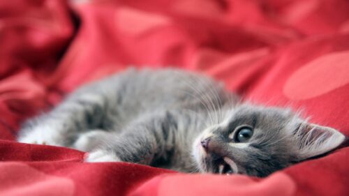Adorable Grey Kitten Resting on Vibrant Red Fabric PC Wallpaper