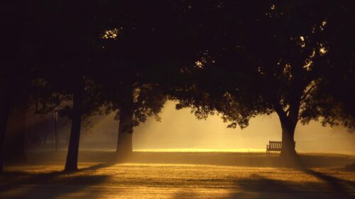 Golden Morning Sunlight Through Trees in a Peaceful Park PC Wallpaper