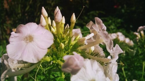 Stunning Soft Pink Phlox Flowers with Morning Dew Drops Desktop Wallpaper