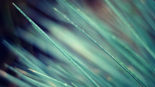 Macro Dew Drops on Pine Needles Macro Photography Desktop Wallpaper