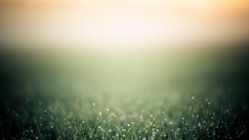 Dewy Morning Grass Abstract Nature PC Wallpaper