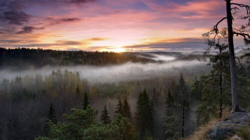 Misty Forest Sunrise Over Pine Trees Desktop Wallpaper