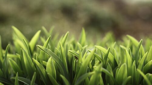Fresh Spring Green Grass Macro Detail PC Wallpaper