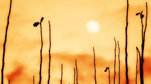 Minimalist Golden Hour Silhouette Plants Nature PC Wallpaper