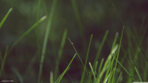 Minimalist Green Grass Blades Macro Focus PC Wallpaper