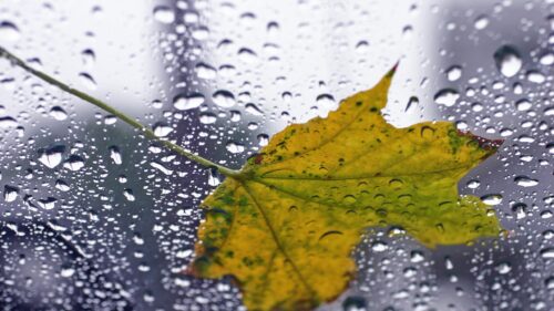 Macro Autumn Maple Leaf on Rain Drenched Window PC Wallpaper