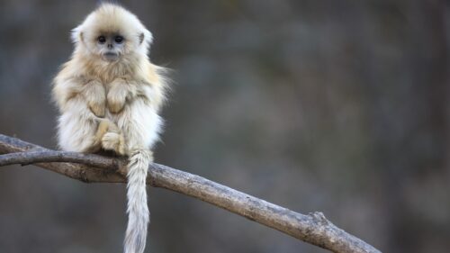 Adorable Golden Snub-Nosed Monkey Sitting on a Branch PC Wallpaper