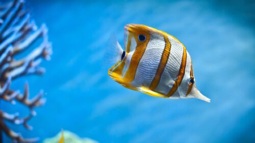 Beautiful Copperband Butterflyfish Swimming in Deep Blue Ocean 4K Wallpaper