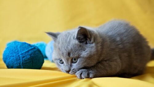 Adorable Grey British Shorthair Kitten Playing on Bright Yellow Background Desktop Wallpaper