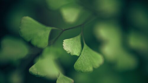 Macro Photography of Green Ginkgo Biloba Leaves Desktop Wallpaper