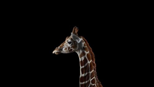 Elegant Giraffe Side Profile Portrait Isolated on Black Background PC Wallpaper