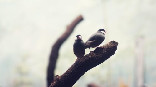 Pair of Java Sparrows Perched on a Tree Branch Desktop Wallpaper