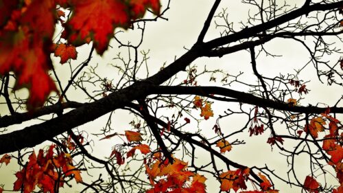 Stunning Autumn Maple Tree Branches with Vibrant Red Leaves Desktop Wallpaper
