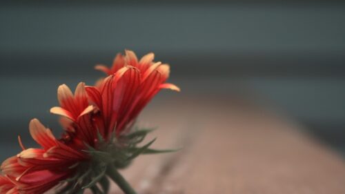 Stunning Macro Red and Orange Blanket Flower PC Wallpaper