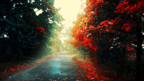 Enchanting Autumn Forest Path with Vibrant Red Leaves Desktop Wallpaper