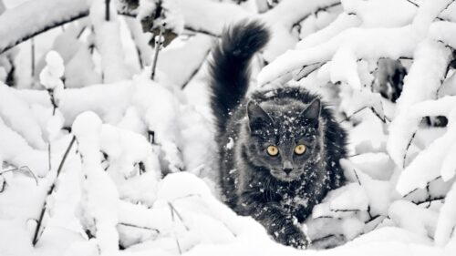 Stunning Grey Cat Walking in Snowy Forest Winter PC Wallpaper