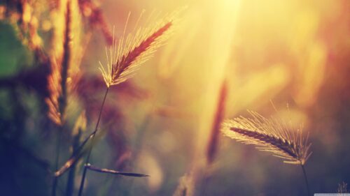 Golden Hour Meadow Wheat Field Cinematic Sunlight Desktop Wallpaper