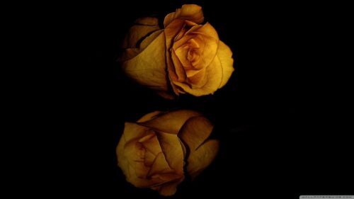Elegant Golden Rose Reflection Dark Aesthetic PC Wallpaper