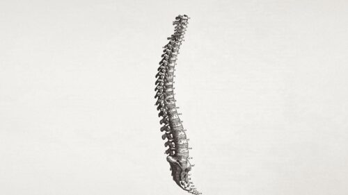 Vintage Anatomical Human Spine Illustration PC Wallpaper