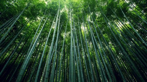 Soaring Bamboo Forest Canopy Nature Landscape PC Wallpaper
