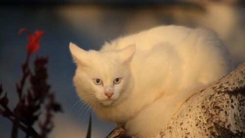 Beautiful White Cat with Blue Eyes on a Tree Branch 4K Wallpaper