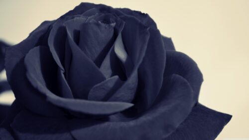 Elegant Dark Blue Rose Macro Close Up Photography PC Wallpaper
