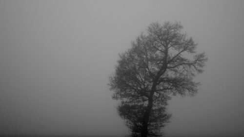 Lonely Bare Tree in Thick Fog Minimalist 4K PC Wallpaper