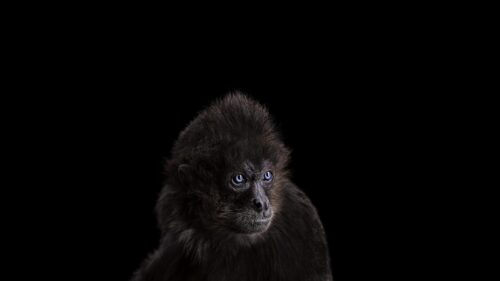 Stunning Monkey with Blue Eyes Close Up Black Background 4K Wallpaper
