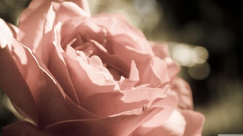 Elegant Soft Pink Rose Macro Photography Desktop Wallpaper
