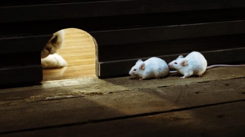 Cat Watching Two White Mice from a Wooden Hole PC Wallpaper