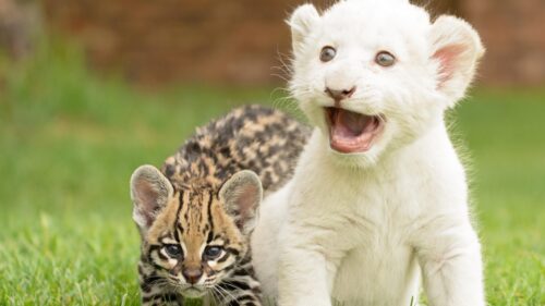 Adorable White Lion Cub and Ocelot Kitten Playing on Grass 4K Wallpaper