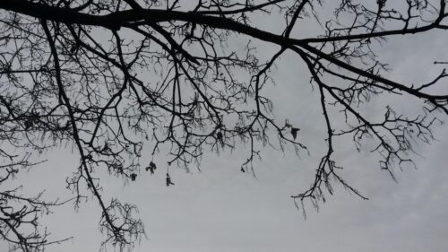 Minimalist Bare Tree Branches Against Grey Cloudy Sky 4K Wallpaper