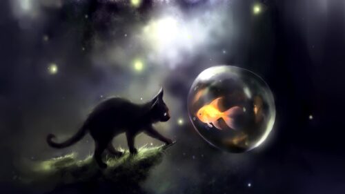 Cute Black Cat Watching a Floating Goldfish Fantasy Art PC Wallpaper