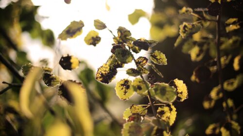 Sunlit Autumn Leaves Macro Photography Desktop Wallpaper
