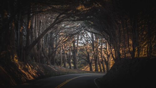 Enchanting Cypress Tree Tunnel Road Scenic Nature 4K Wallpaper