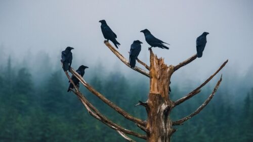 Mysterious Ravens Perched on Dead Tree in Foggy Forest PC Wallpaper