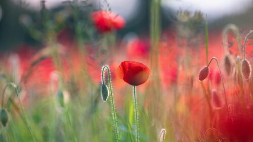 Beautiful Red Poppy Flower Field Macro Photography PC Wallpaper