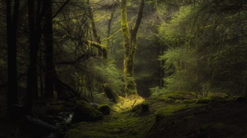 Mystical Mossy Forest with Golden Sunlight Rays PC Wallpaper