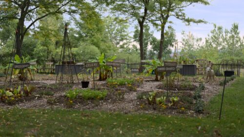 Serene Vegetable Garden with Plant Markers and Wolf Statue PC Wallpaper