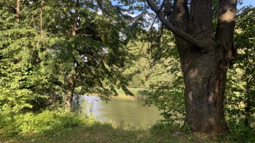 Serene Forest Lake Landscape Surrounded by Lush Green Trees PC Wallpaper