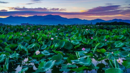 Stunning Lotus Pond at Sunset with Mountain View 4K Wallpaper