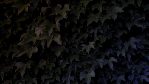 Moody Dark Ivy Leaves with Vibrant Color Gradient PC Wallpaper