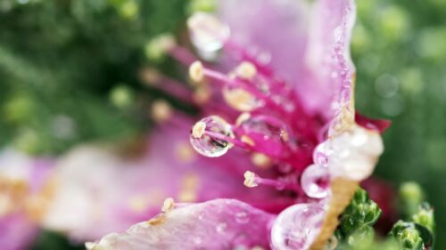 Macro Photography of Pink Flower Petals with Morning Dew Drops 4K Wallpaper