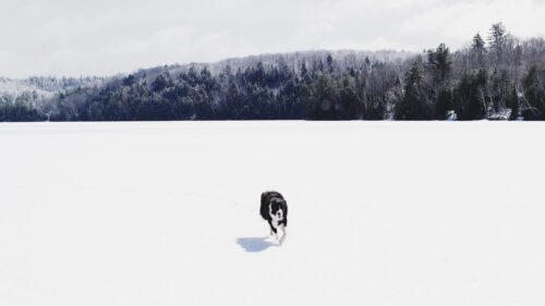 Border Collie Walking Across Snowy Frozen Lake Winter Landscape PC Wallpaper