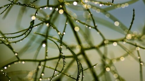 Macro Dew Drops on Green Grass Blades Bokeh PC Wallpaper