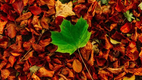 Vibrant Green Maple Leaf on Autumn Leaves Background 4K Wallpaper