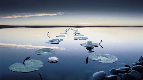 Serene Water Lily Lake Sunset Horizon PC Wallpaper