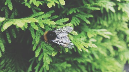 Macro Bumblebee Resting on Vibrant Green Foliage Desktop Wallpaper